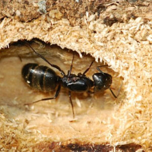 c_pennsylvanicus_01