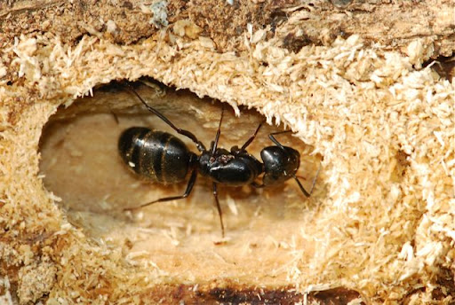 c_pennsylvanicus_01