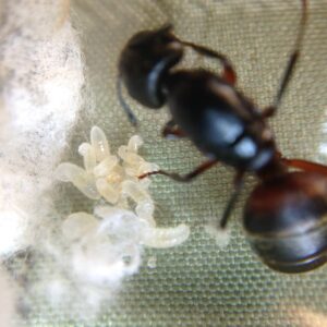 camponotus_chromaiodes_02